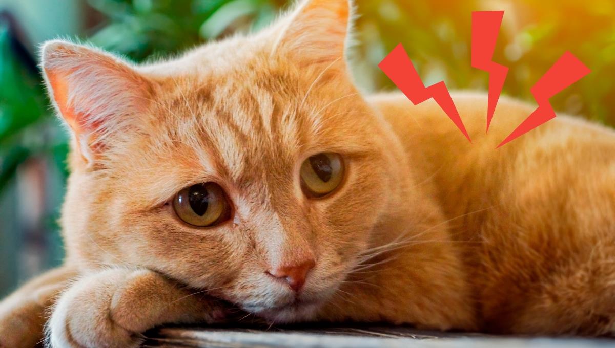 La forma más simple de detectar si tu gato tiene un dolor en el cuerpo